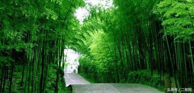 从身到心的清净！国内最美竹海你都去过吗？