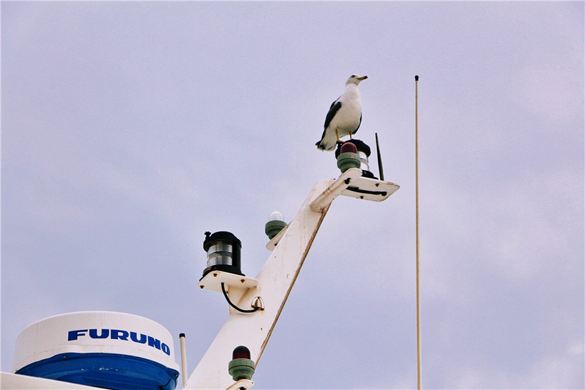 探海外仙境海驴岛,寻找海鸥王国的故事