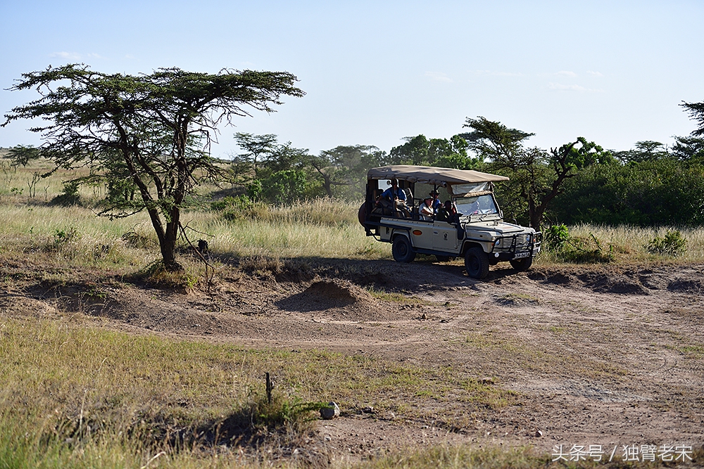 非洲马赛人有多厉害狮子都被吓跑,马赛人手拿一支长矛单挑一头狮子