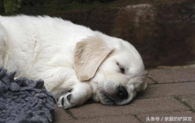 狗狗消瘦的最佳治疗方法,狗狗消瘦还掉毛是什么原因