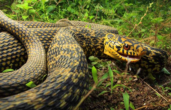 夏季农村如何捕蛇,夏天农村抓蛇视频