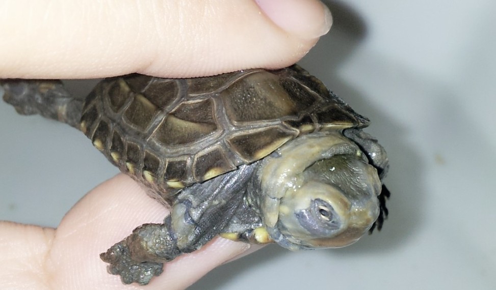 乌龟腐皮老是反复,红茶治疗乌龟腐皮