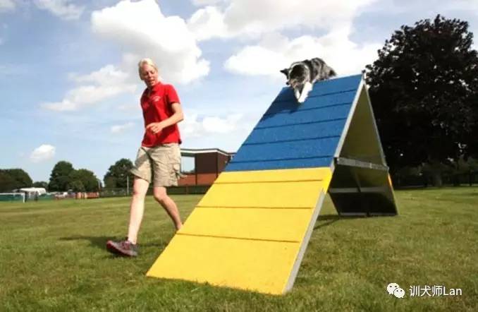 狗狗精力太旺盛了晚上醒了就叫,狗狗10分钟训练4个项目