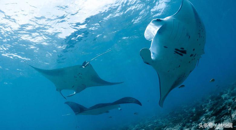 库拉玛蒂浮潜点有几个,马尔代夫库拉玛蒂岛