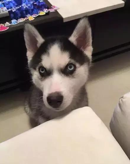 网购时商家送了个小面膜,没想这么小,给猫试了下,结果……