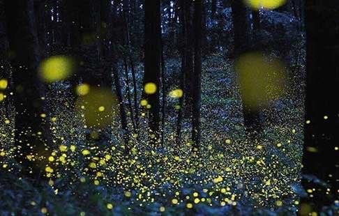 何为浪漫？带上爱的人到这里欣赏漫天飞舞的萤火虫怎样？