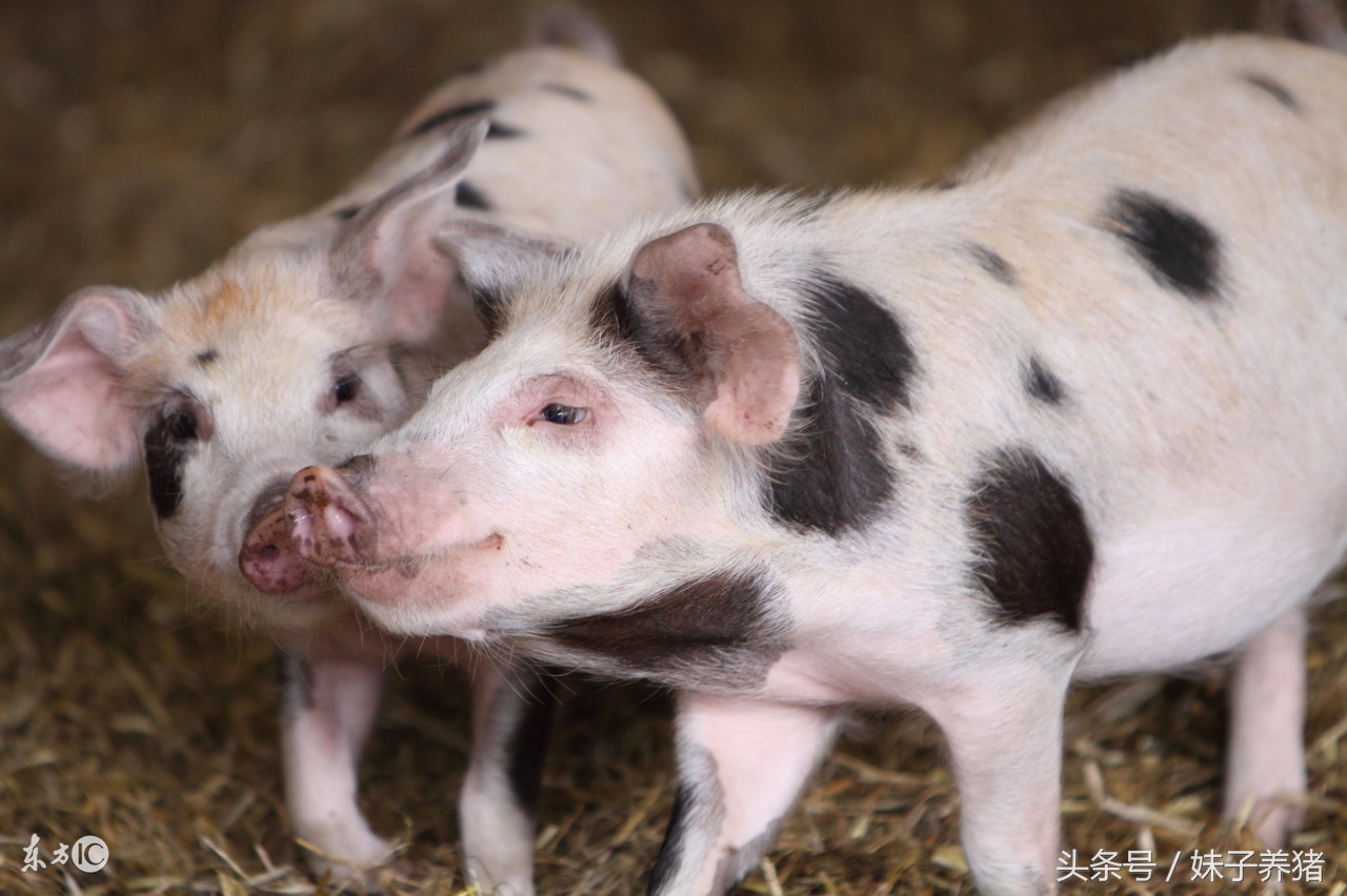 猪场链球菌病特效药,养猪人怎么预防猪链球菌