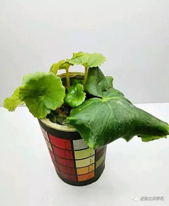 海棠到冬天叶片都掉光了,海棠到夏天就落叶