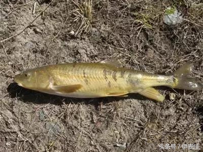 青海湟鱼科普介绍,湟鱼科普小知识