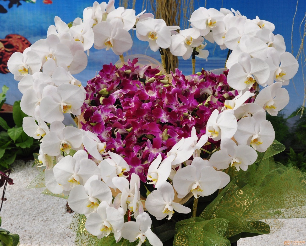 向日葵花语红玫瑰花语,蓝色妖姬的花语与红玫瑰花语