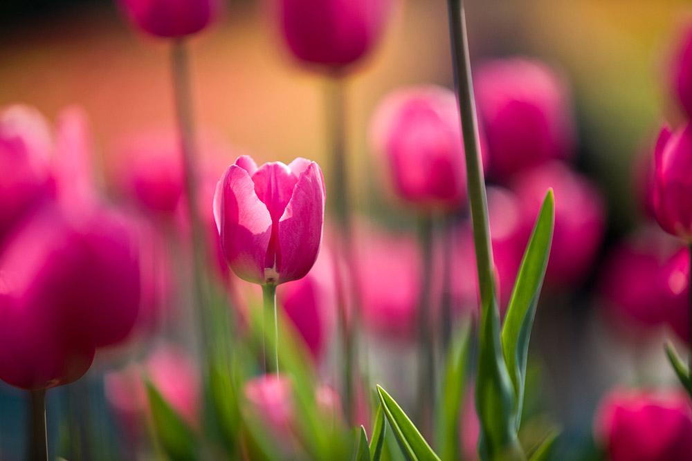 各种常见的花语,一些花的花语