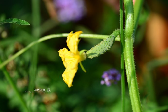 植物美图笔记~各种瓜（葫芦科植物）