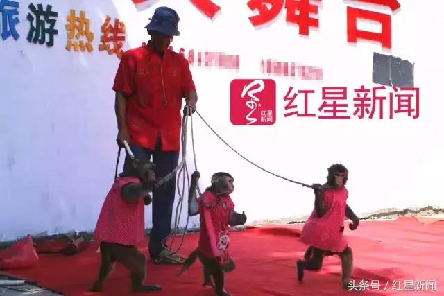 河南新野县耍猿的人,河南新野卖猴子的地方