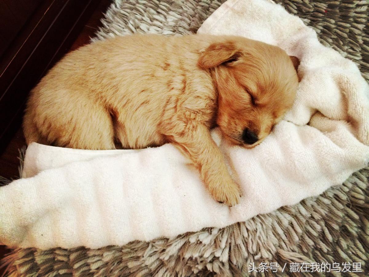 狗狗到底能不能吃蛋糕,狗狗为什么不能喂食鸡蛋