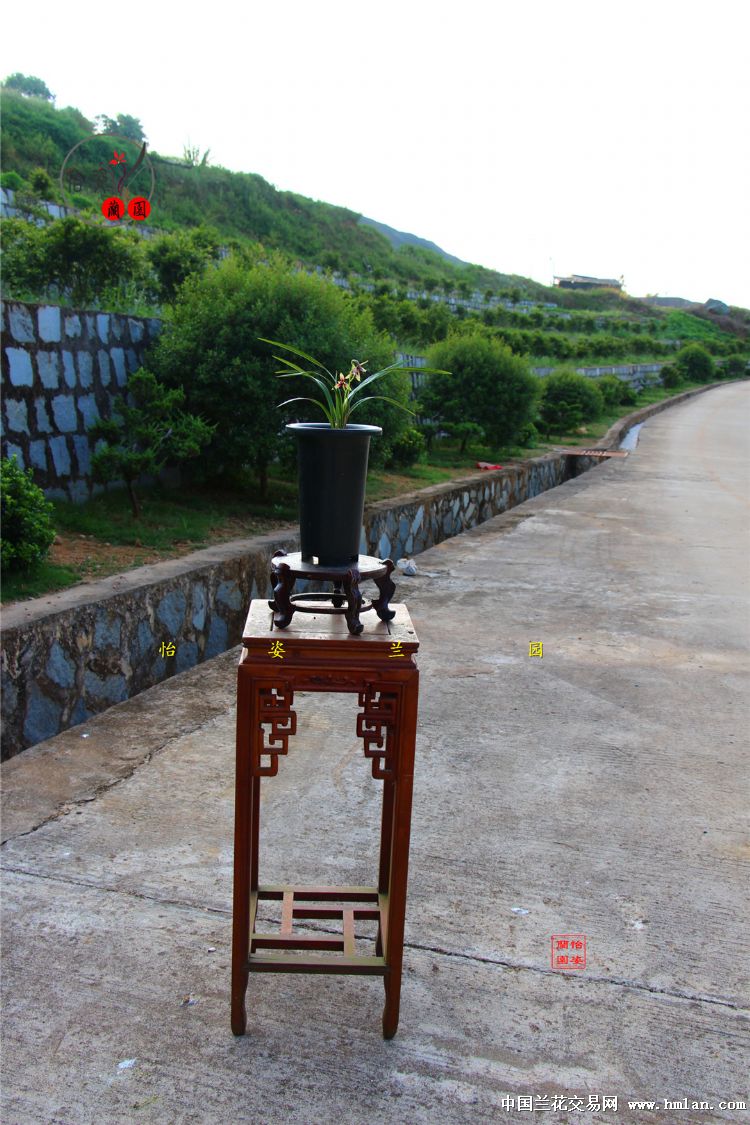 精美四季兰赤诚峨眉晨光花开2017！请欣赏！