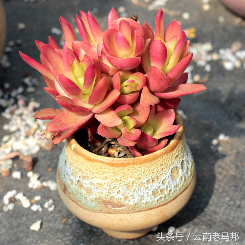 多肉怎么浇水最安全,多肉奇特养法图片