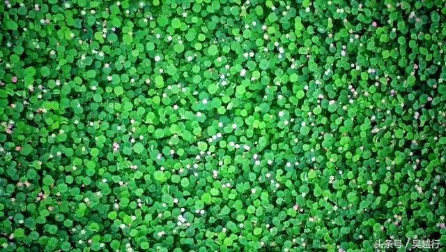 补水效果超级好的清爽水,超舒服的补水方法