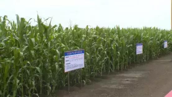 中国奶粉质量达到世界前列水平，你还在买国外奶粉吗？