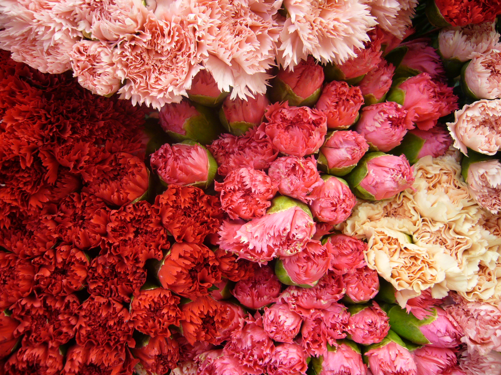 各种常见的花语,一些花的花语