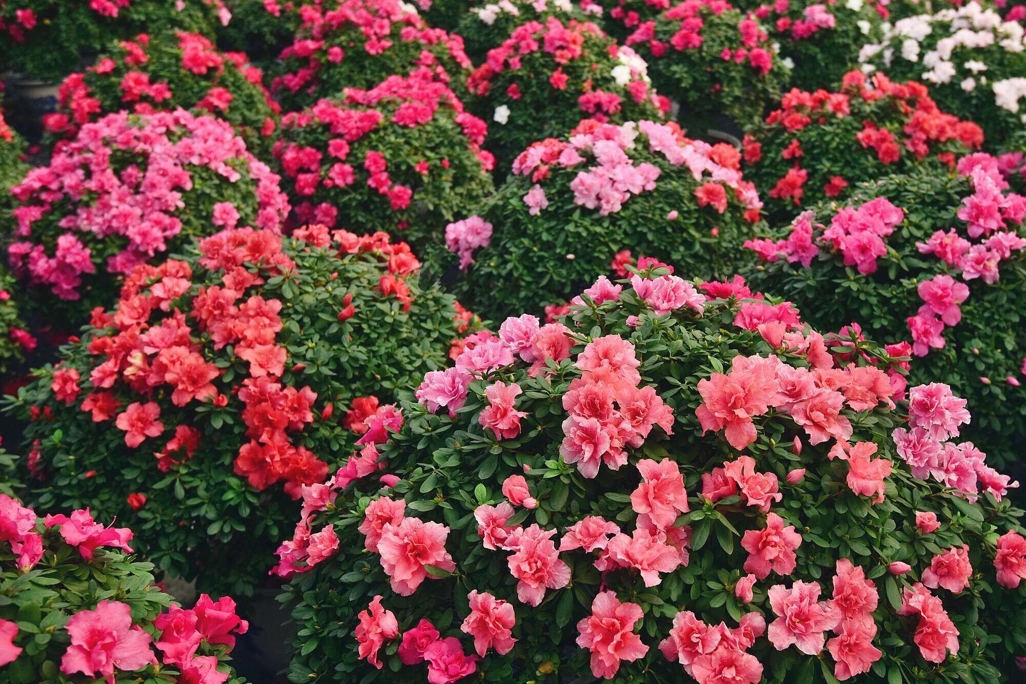 各种常见的花语,一些花的花语