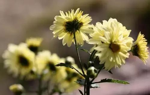 小孩眼底红有眼屎,入睡困难有眼屎的中药验方