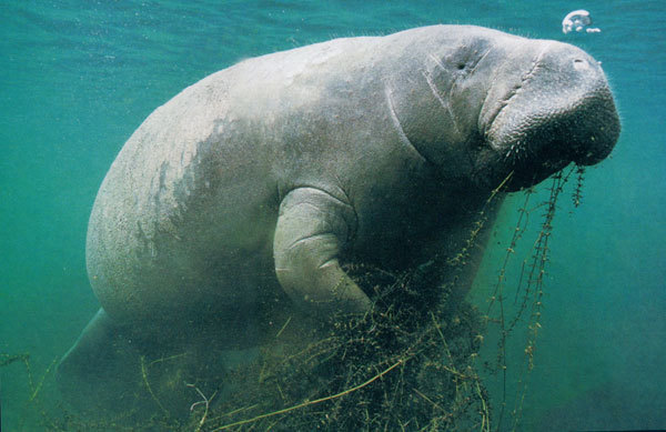 珠海长隆海洋王国游记作文,珠海长隆海洋王国一日游攻略