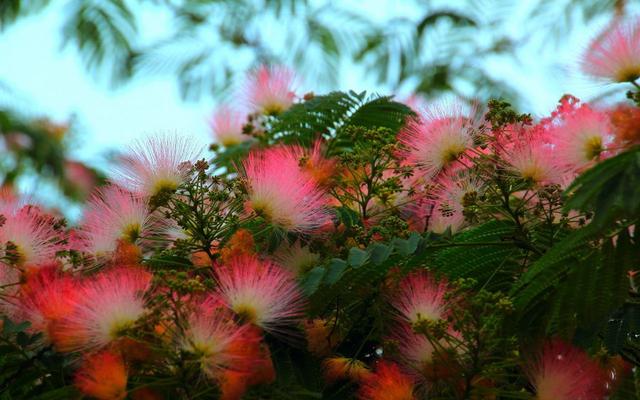 *欢合**花凋落太可惜，婆婆把它捡起来晒干，一斤价值90元！