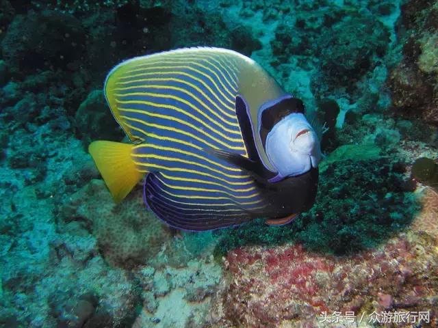 马尔代夫grandpark沙屋水屋,马尔代夫constance酒店