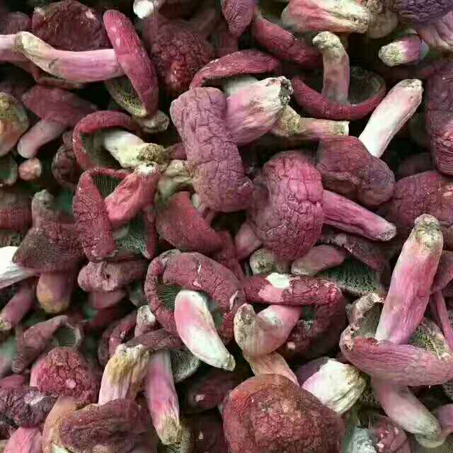 菌菇价格多少钱一斤,市场上的菌菇有几种最畅销