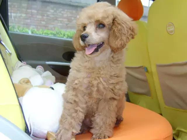 为什么原来喜欢狗现在不喜欢了,为什么那么多人不喜欢狗