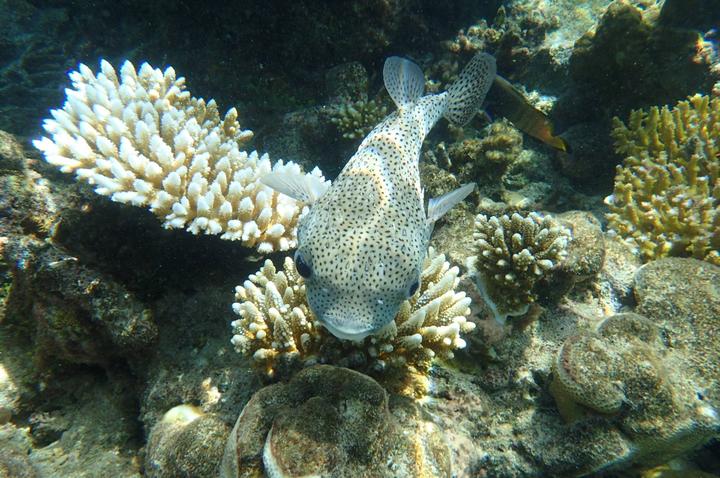 马代选岛全星讲解,马代选岛攻略