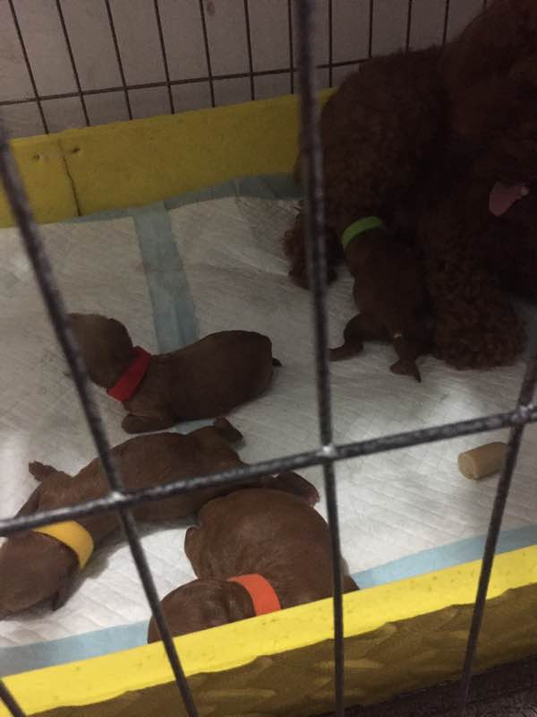 泰迪生完宝宝护犊子咋回事,怀孕的泰迪需要补钙吗