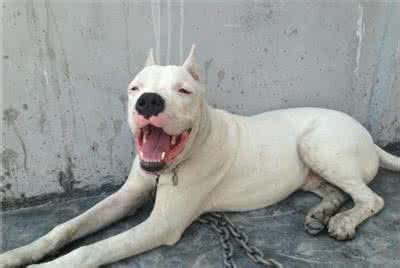 实战猎犬超大杜高犬,如何训练杜高对猎物的兴趣