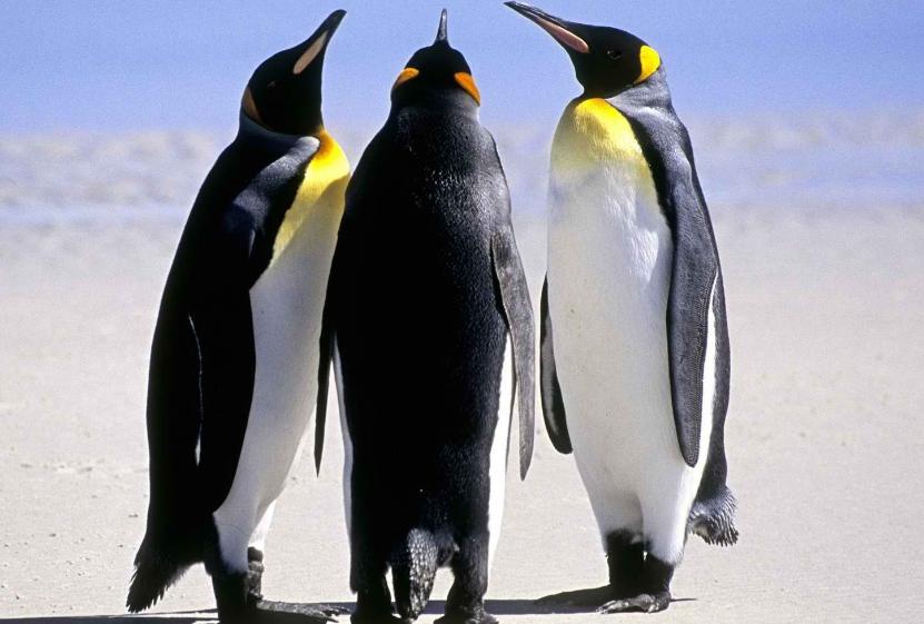 怎么提高企鹅号的权重,企鹅号指数如何快速增加