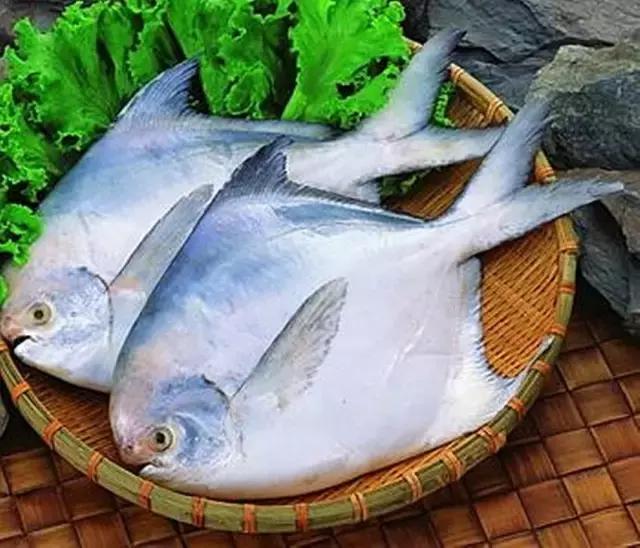一啸渔乐,常见平尾海鱼有哪些