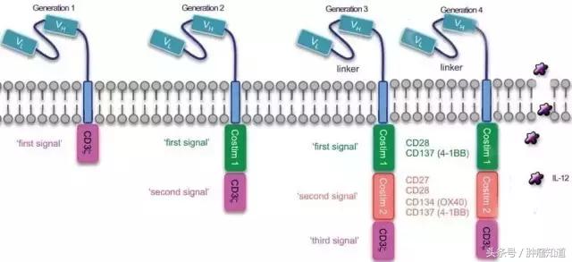 120万cart-t疗法利弊分析,一文读懂cart细胞免疫疗法