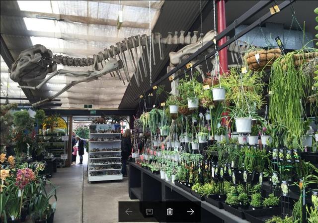 多肉植物澳大利亚墨尔本,墨尔本多肉