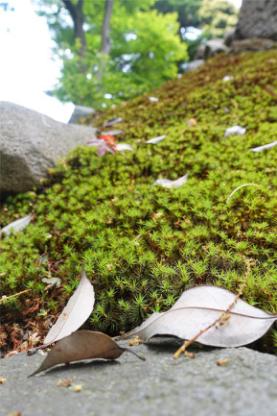 美食，美酒与美景-日本中北部升龙道深度游攻略（二）