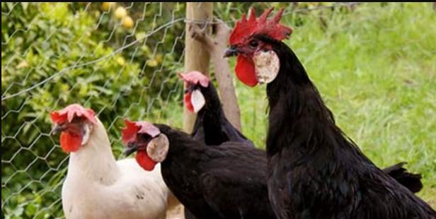 农村养鸡技巧视频新手,养鸡用什么方法鸡才健康