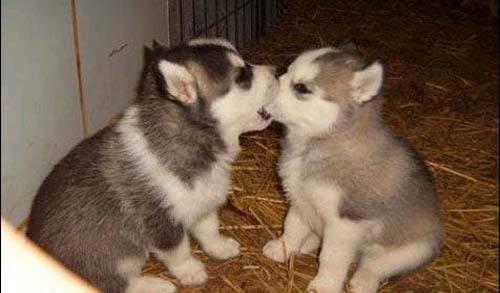 战狼2最后导弹发射彩蛋,战狼2片尾彩蛋的猜想