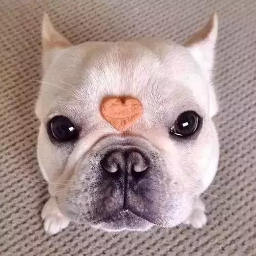 一梦谈狗：听说你喜欢法国斗牛犬，那你了解它么？