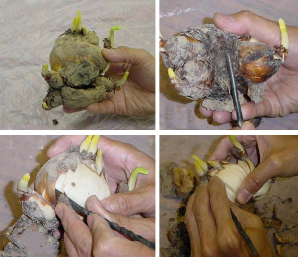 水仙花烂根怎么救活视频,水培水仙花黄叶怎么处理