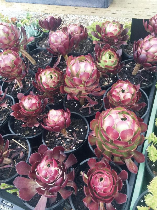 墨尔本多肉植物,多肉植物墨尔本