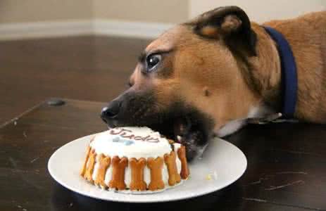 巧克力葡萄还有什么狗不能吃,狗不能吃巧克力还不能吃什么食物