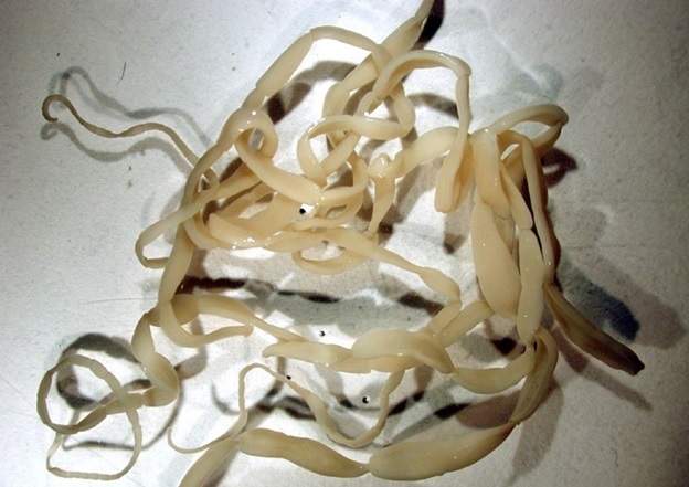 宠物狗常见疾病与防治方法,小狗常见的病害