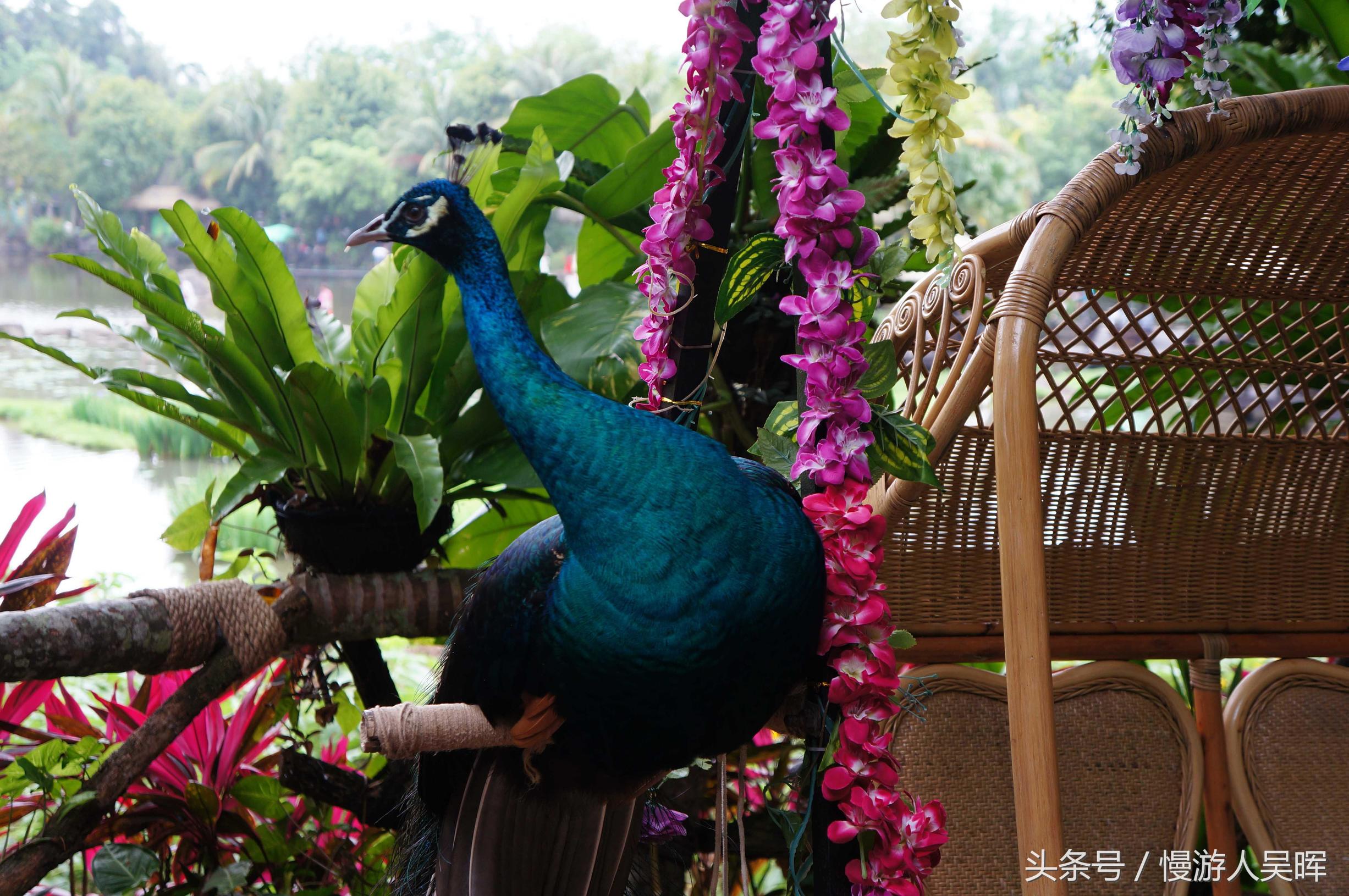 海南岛三亚和万宁哪个好玩 (海南三亚琼海自由行)