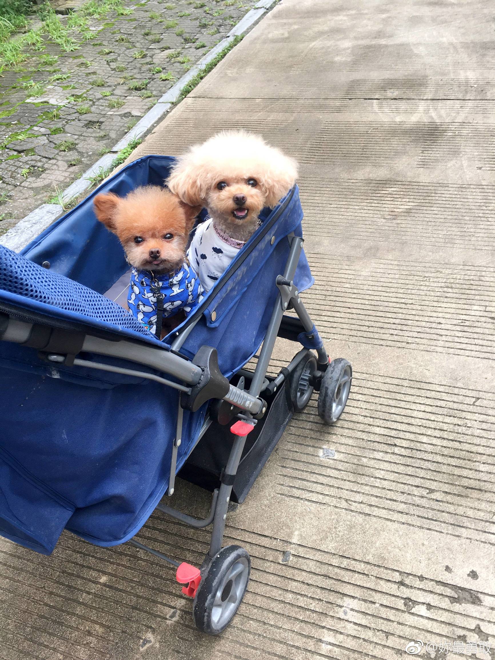 立耳泰迪和飞耳泰迪哪个好,飞耳泰迪和裁耳泰迪怎么区别