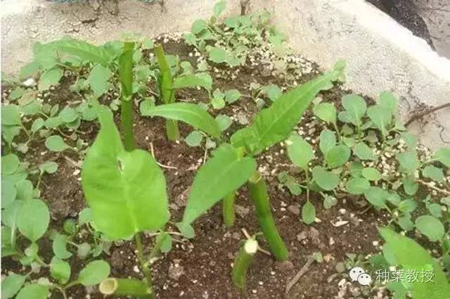 阳台种菜的土没有营养了怎么办,种子种菜阳台教程