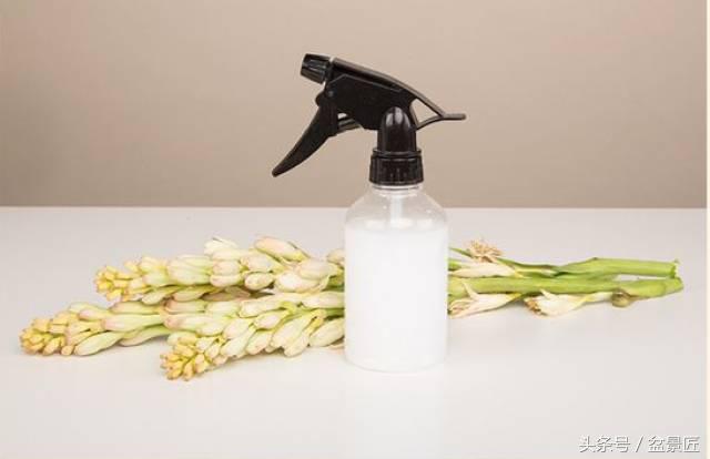 夏天招蚊子的绿植,绿植除虫小妙招