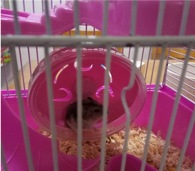 小仓鼠越狱记全集,小仓鼠越狱记